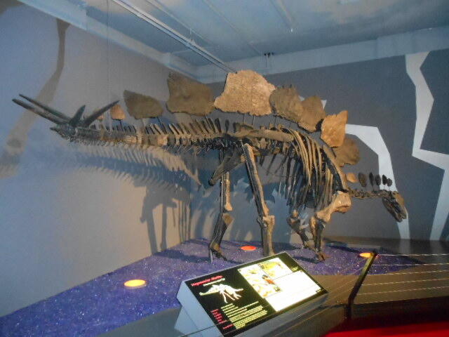 How Paleontologists Identify a New Dinosaur Species - NewsBreak