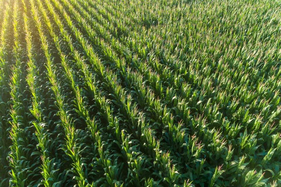 Corn Starting Off Monday with Losses - NewsBreak