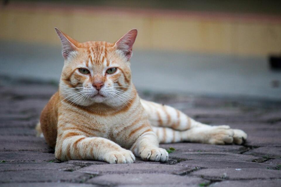 How Cats Show Affection Differently by Breed - NewsBreak