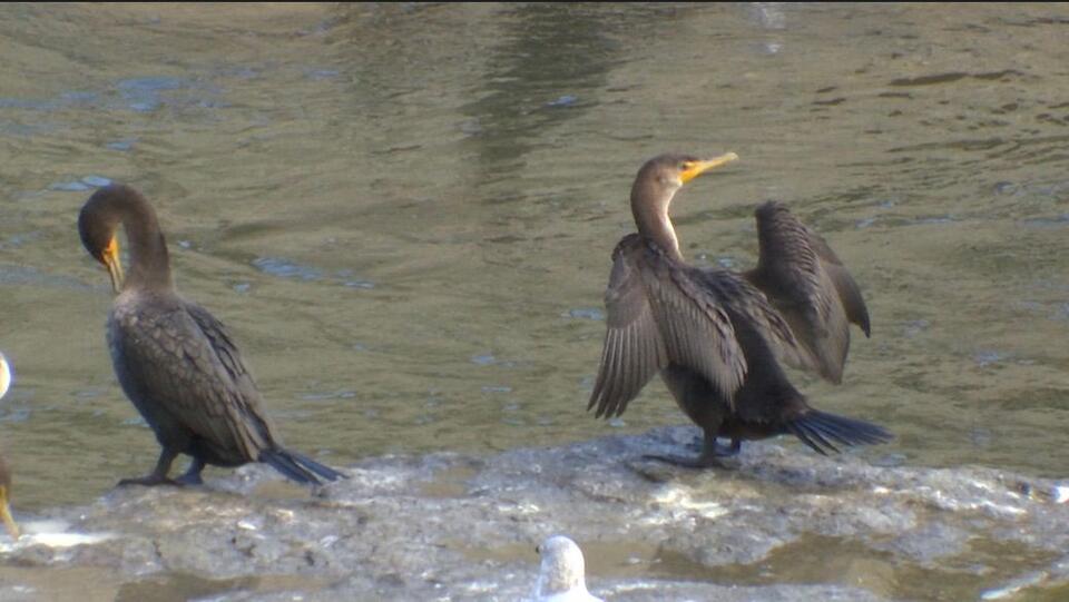 Federally protected cormorants growing in numbers, creating issues