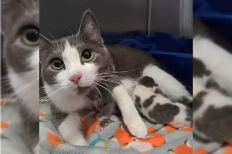 Cat owner surrenders 84 kitties in shocking animal welfare case: 