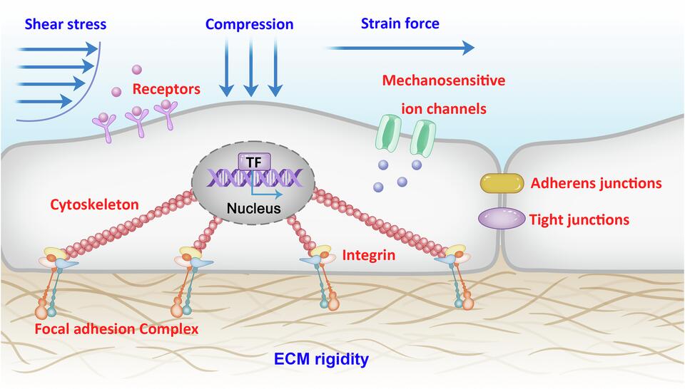 An overview of mechanical microenvironment and mechanotransduction in ...