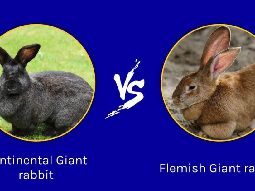 Continental vs Flemish Giant Rabbits Key Differences To Tell Them Apart