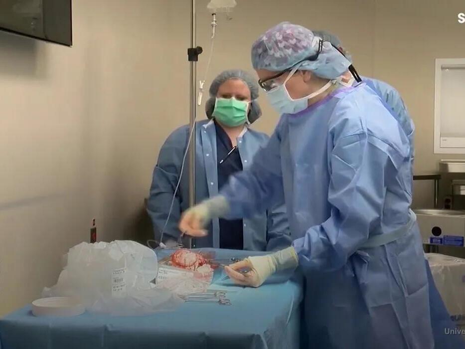 Scientists successfully revive pig's brain an hour after its death