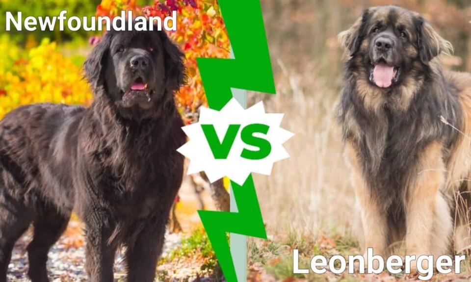 Leonberger vs Newfoundland: 5 Key Differences Explained - NewsBreak