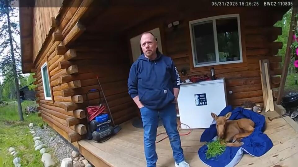 Alaska Wildlife Troopers ticket a man who rescued an abandoned moose ...