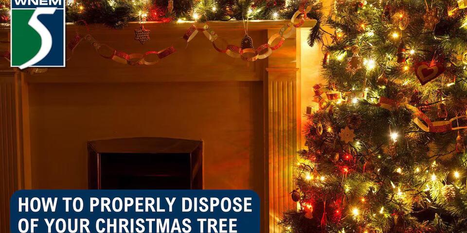 How to properly dispose of your Christmas tree - NewsBreak