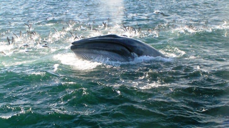The Most Colossal Whale Ever Spotted Off Alaska - NewsBreak