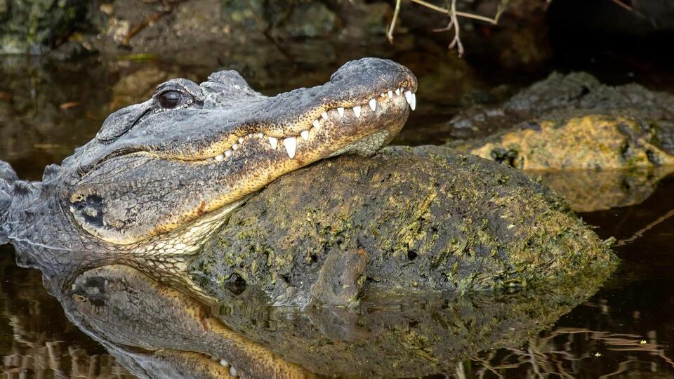 What led to 6 alligator attacks in Florida, including two fatalities ...