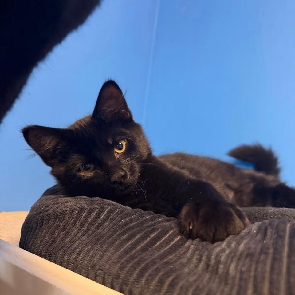 🐱 Playful Kittens Ready for Adoption in Mankato, MN - NewsBreak