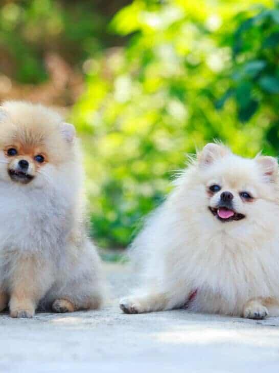 12 Dogs That Still Look Like Puppies as Adults - NewsBreak
