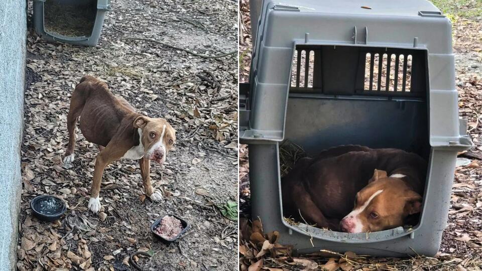 Texas Volunteers Discover Skeletal Dog In Park Shelter Fighting To Stay Alive