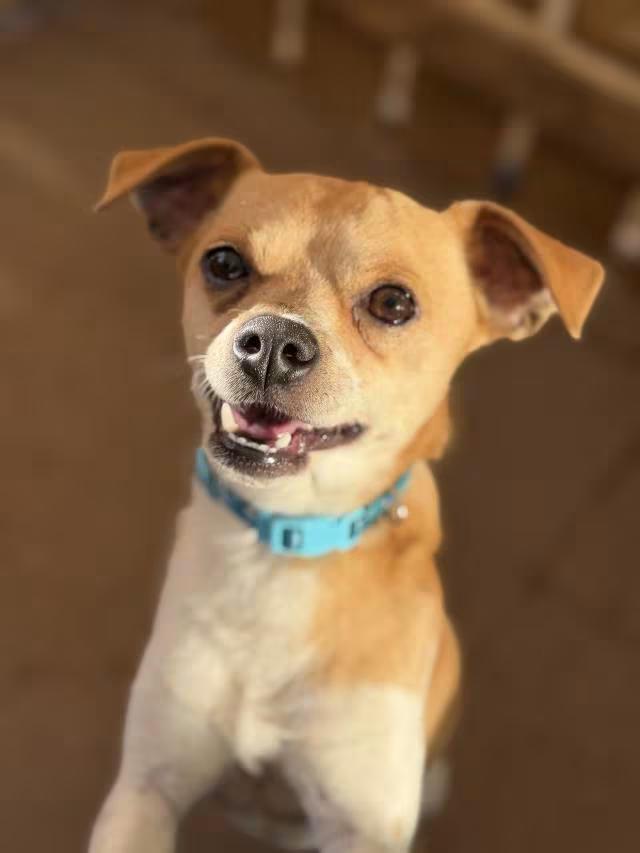 🐶 Playful, Loyal & Loving Dogs Ready for Adoption in Santa Maria ...