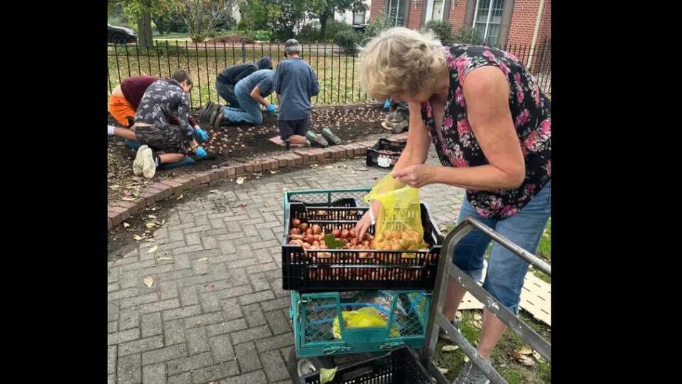 Tulip Planting in Full Swing in Pella Ahead of Spring Festival - NewsBreak