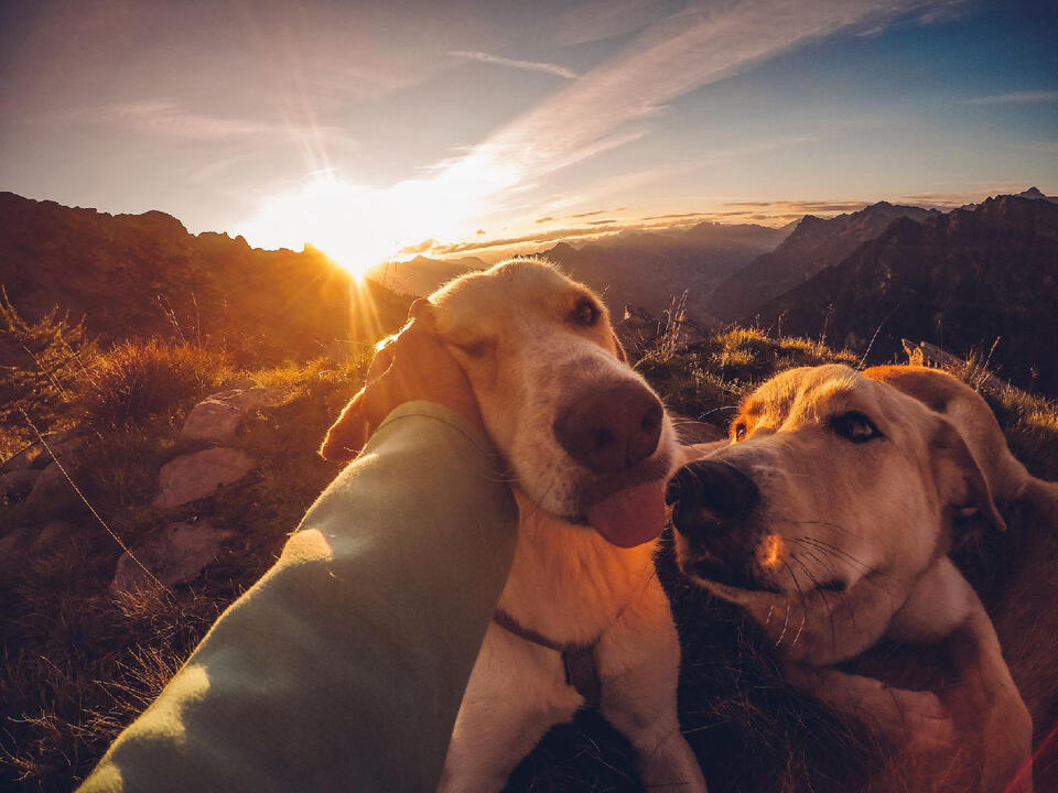 10 Reasons Retirees Who Walk Dogs Stay More Active - NewsBreak