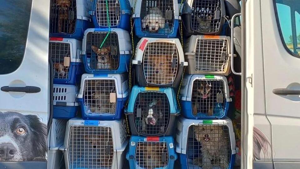 Another 94 animals flown to rescues across the U.S. thanks to Merced ...