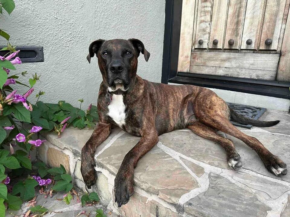 City of Oakland Announces Leadership Update for Oakland Animal Services ...