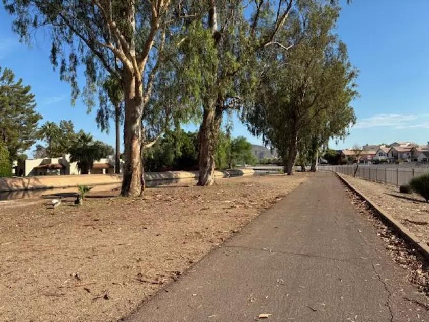 Q&AZ: 100-year-old eucalyptus trees dot this stretch of the Arizona ...