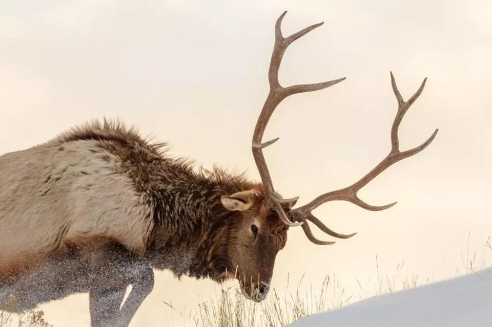 Antler shedding season continues as elk, moose and deer drop their ...