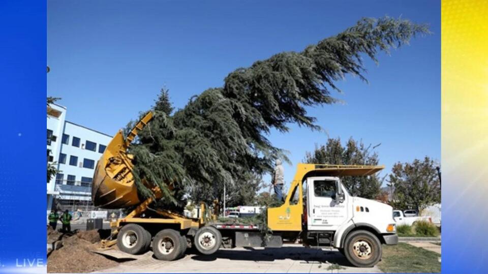 Medford's Pear Blossom Park has a new tree for Winter Lights - NewsBreak