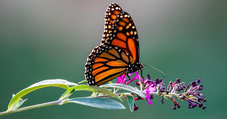 Butterflies passing through Wyoming won't see protections until 2030 ...