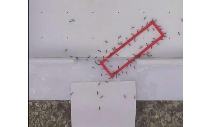 Ant teams beat gravity-based puzzle solvers