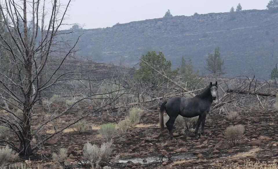 Wildfire and Wild Horses: Finding New Pasture for a Warm Spring Ranch’s Untamed Herd