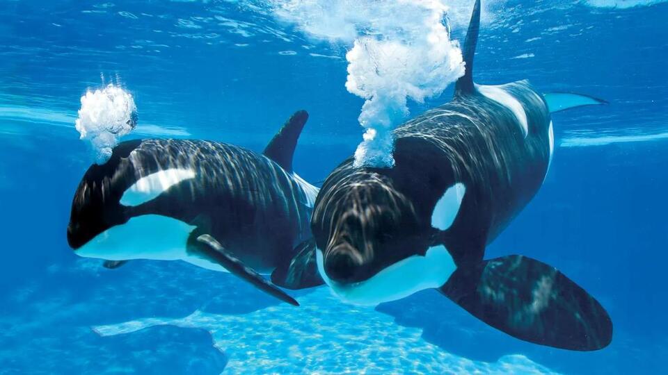 Drone Girl’s ultimate guide to SeaWorld and Busch Gardens Summer 2026 drone shows