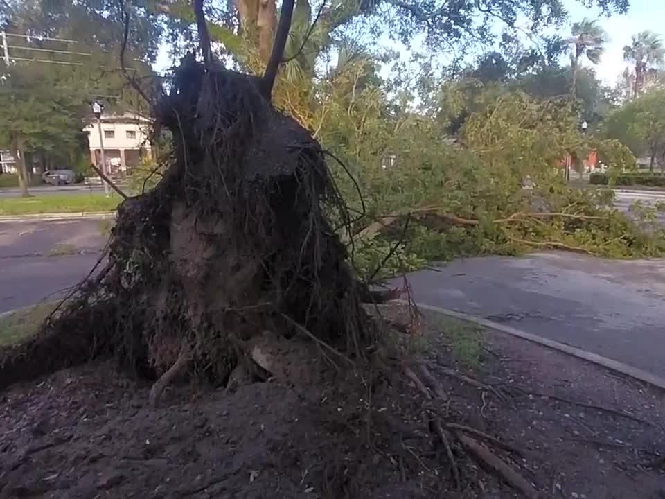 Hurricane Helene Up Roots Trees in Jacksonville