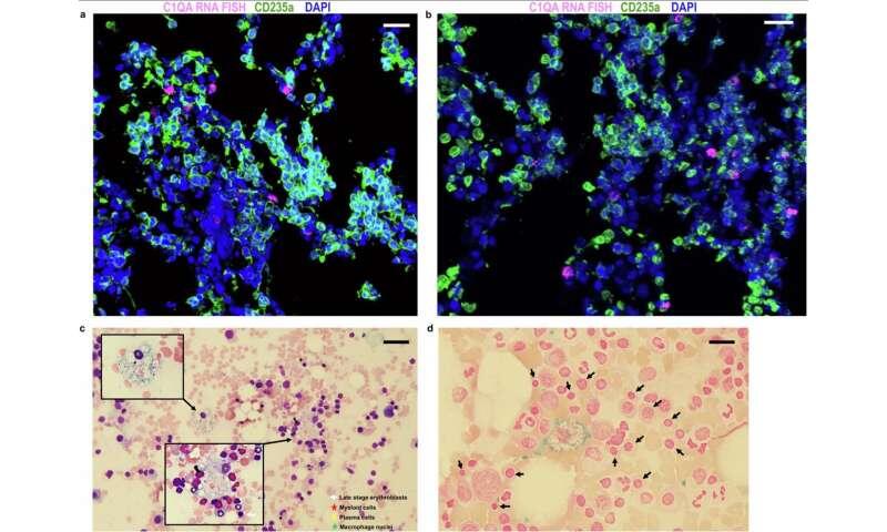 Human red blood cells form without central 'hub' seen in mouse models, upending understanding of our physiology