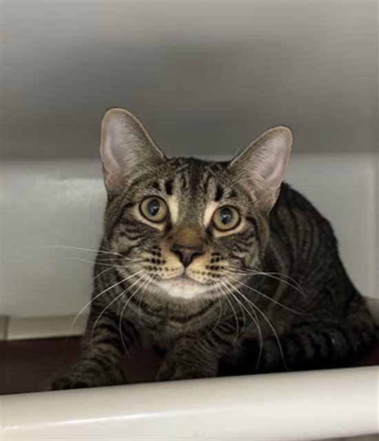 🐱 Friendly Cats Waiting for Adoption in Boston - NewsBreak