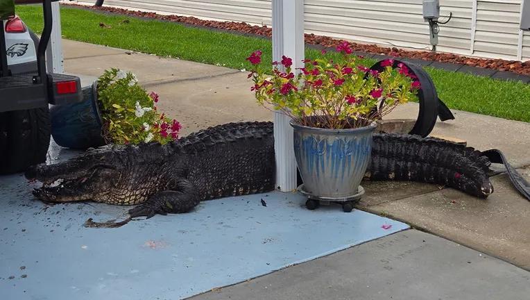 8-foot alligator found parked in Manatee County driveway - NewsBreak