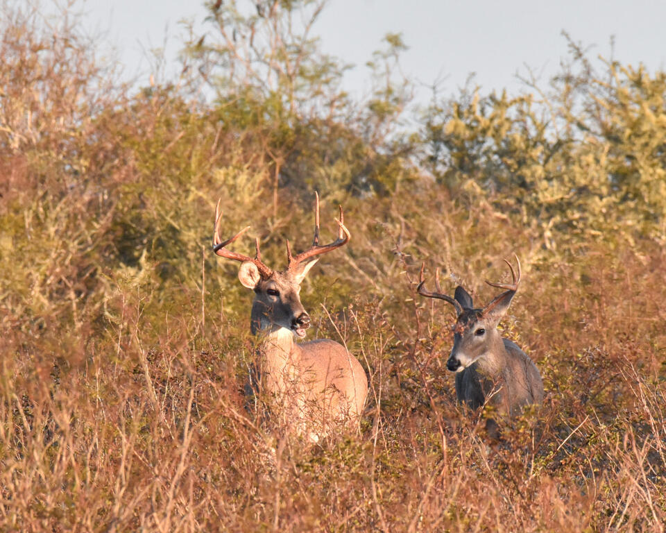 WM: Does culling small deer increase antler size?
