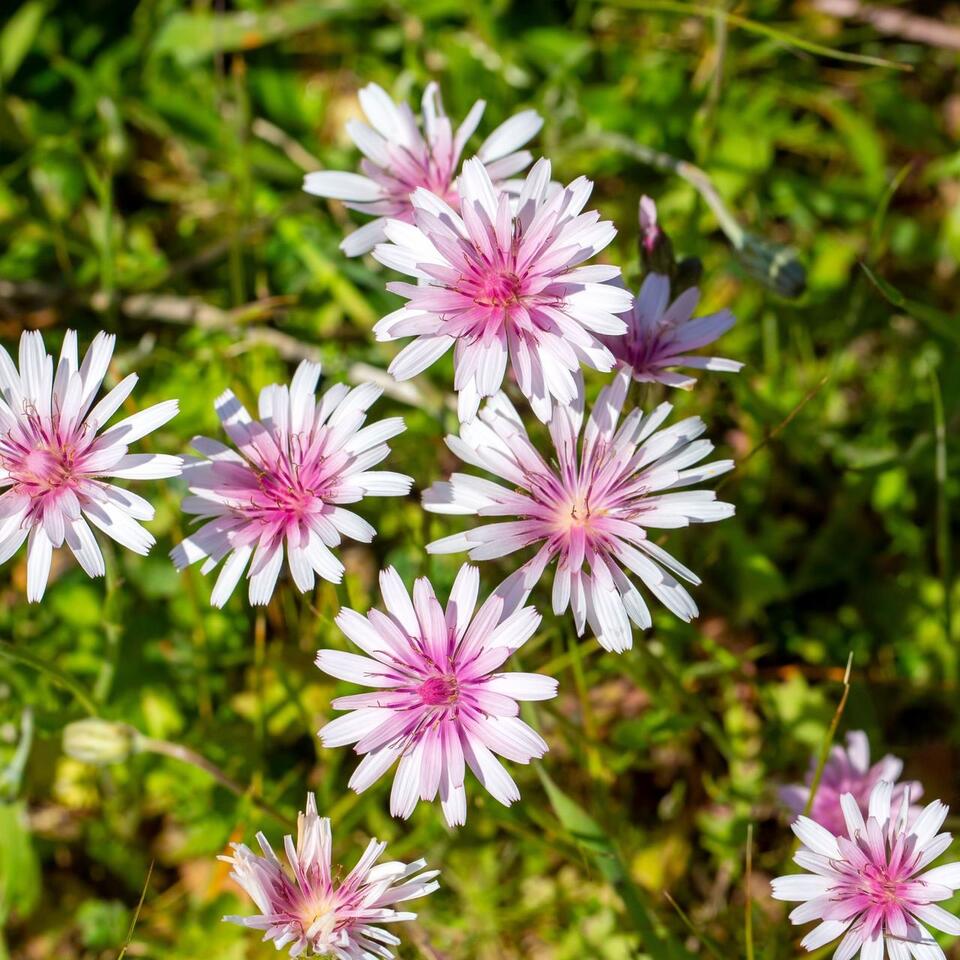 I Used to Hate Dandelions – Until I Discovered the Pretty Pink Version Designers Love
