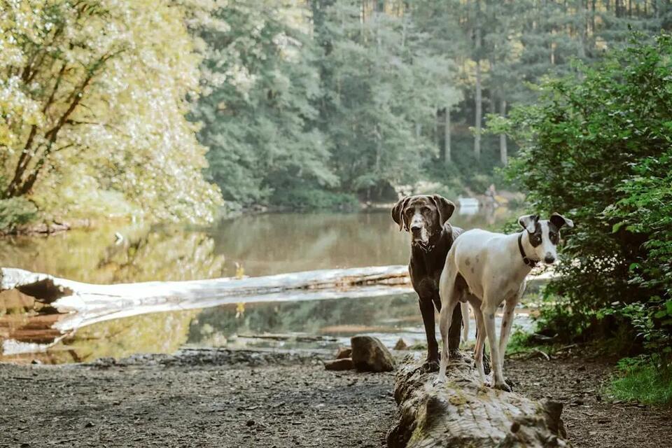 Rabies Vaccine Requirements for Dogs in Illinois: What the Law Requires ...