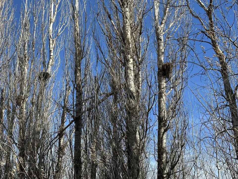 Exploding Tree Warning For North Dakota? Here's The Deal! - NewsBreak
