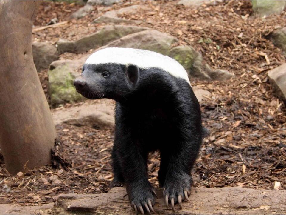 Honey Badger vs Hyena: Who Will Win in a Fight?