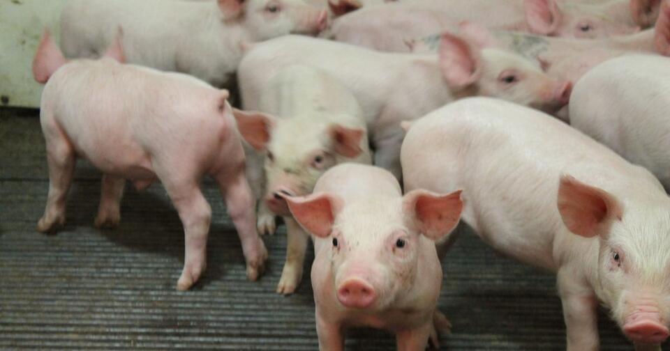 Study finds 53% of swine disease cases involve multiple pathogens ...