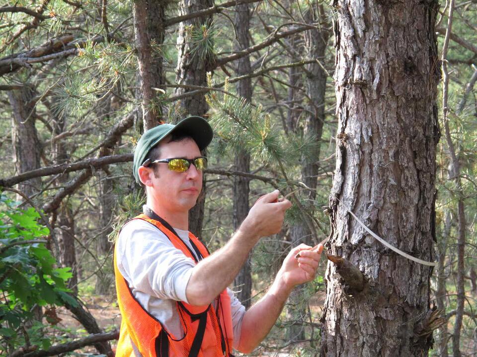 Southern pine beetles continue to increase, threat trees in Alabama