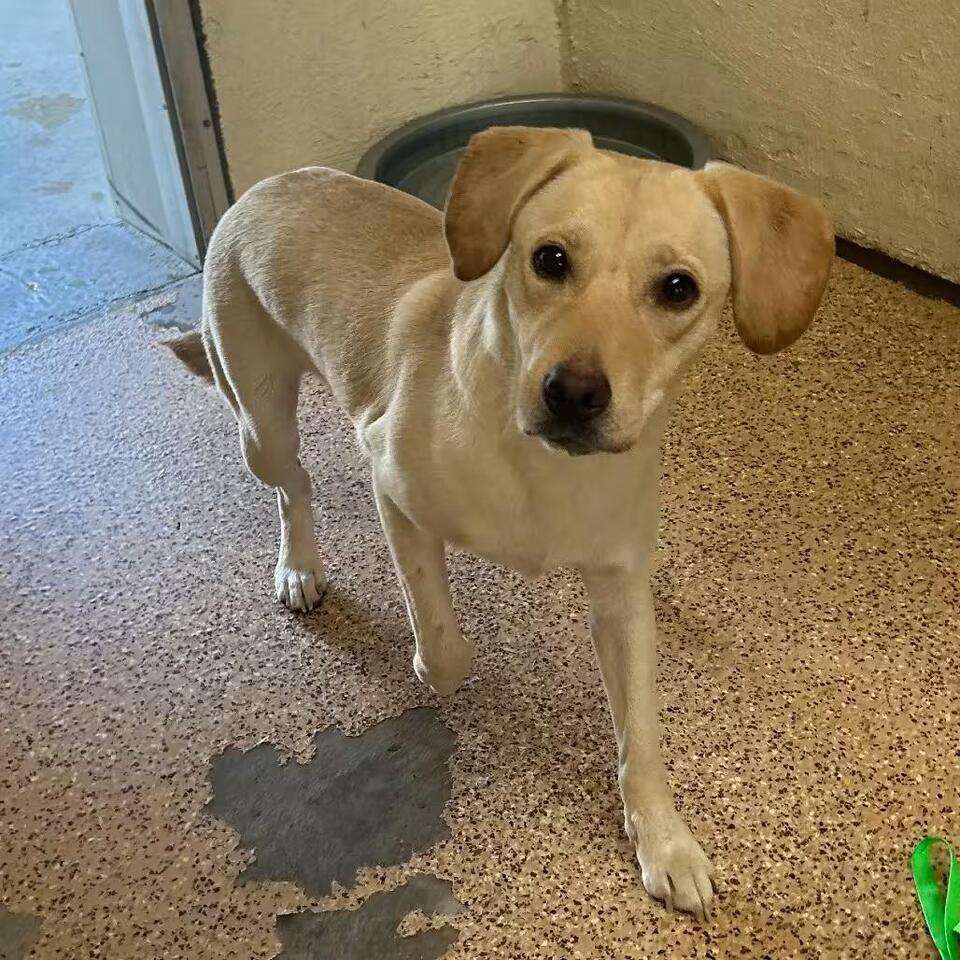 🐶 Friendly Fallon Dogs Ready for Adoption Into Loving Homes - NewsBreak