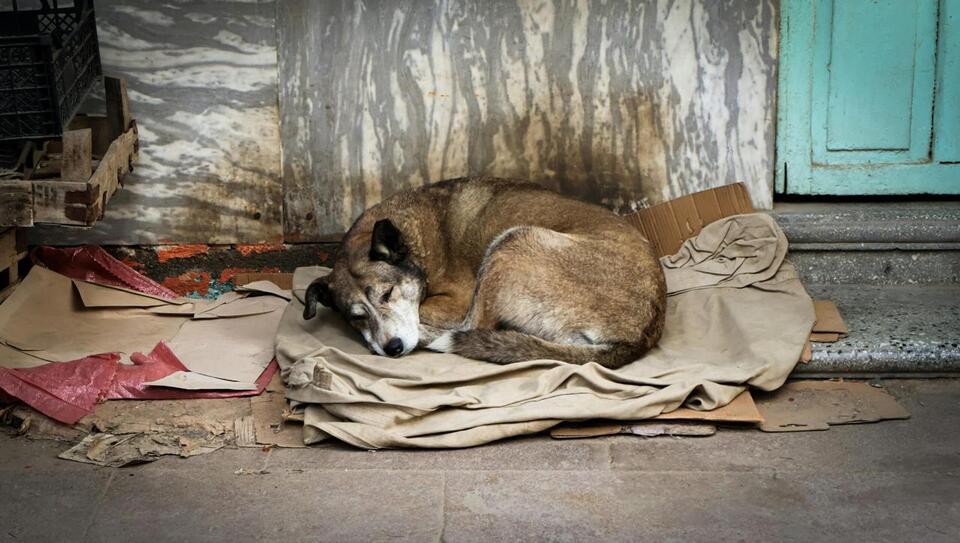 World Stray Animal Day: What You Can Do to Help Homeless Animals ...