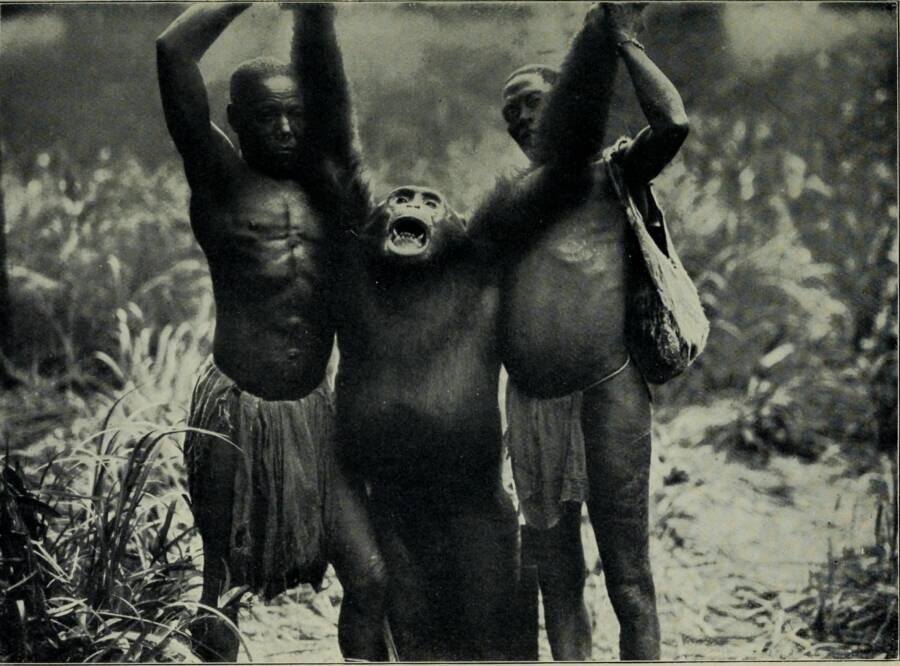 Inside The Legend Of The Bondo Ape, The ‘Lion-Killing’ Primate Of The Congo
