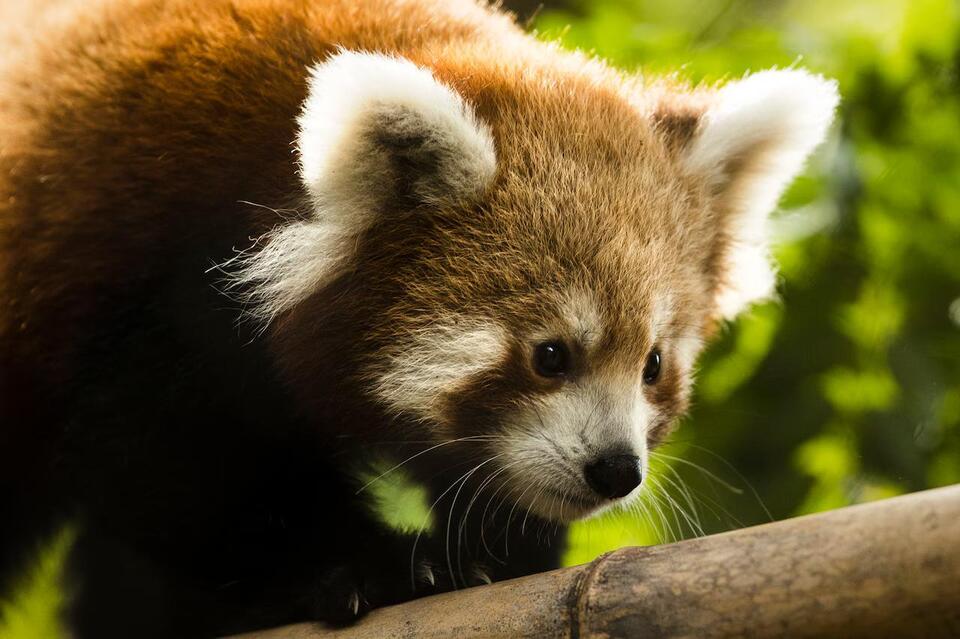 Pa. zoo’s beloved red panda dies: ‘An incredible ambassador for his ...