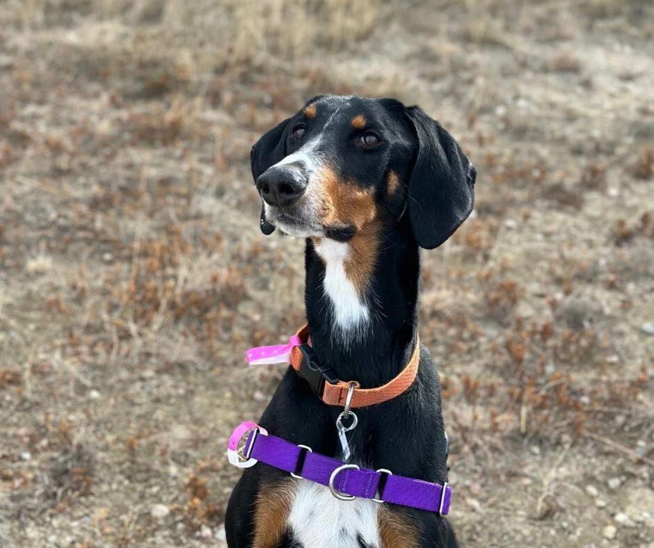 Meet Alini: The Sweet 1-Year-Old Pup Waiting for a NoCo Home - NewsBreak