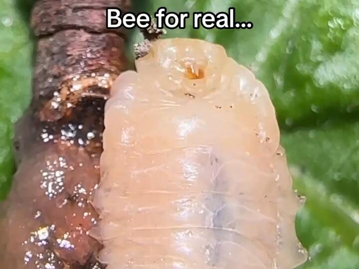 What am I supposed to do with these larvae?? 😅