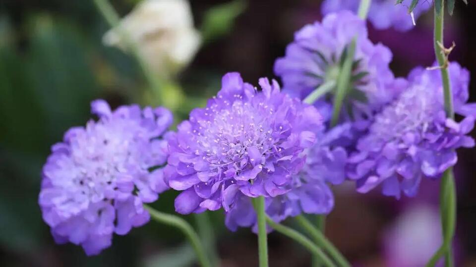 Growing Pincushion Flowers (Scabiosa): A Complete Guide - NewsBreak