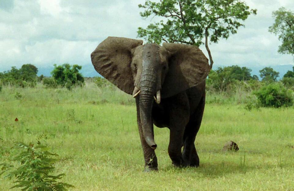 Animals That Sleep Surprisingly Little - NewsBreak