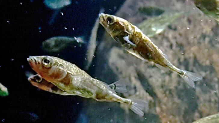 Why These Fish Build Nests as Complex as Birds - NewsBreak