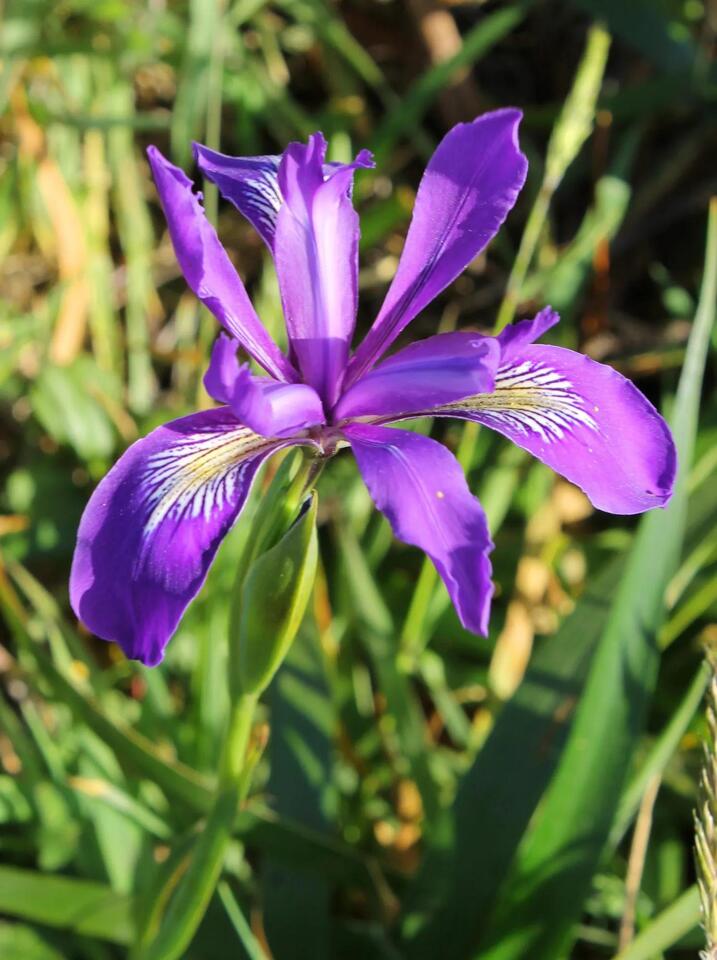 Your Mendocino: Douglas iris