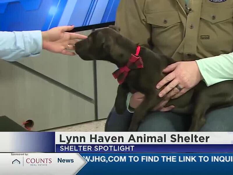 Lynn Haven Animal Control